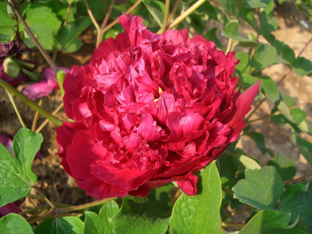 Red Peony 4