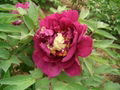 Purple Peony 3