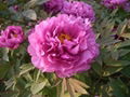 Purple Peony 4