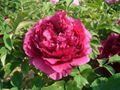 Purple Peony 5