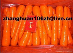 fresh carrot