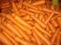 fresh carrot 3