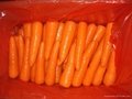 fresh carrot 5