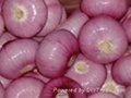 Yellow /red onion 4