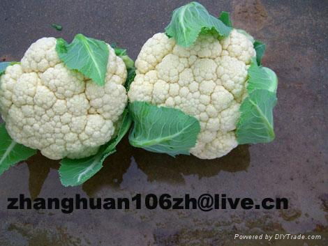 fresh cauliflower