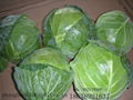 fresh cabbage