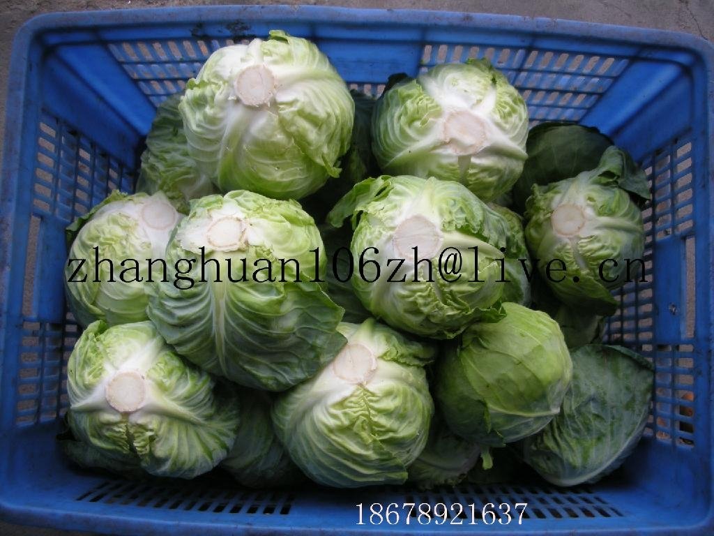 fresh cabbage 2