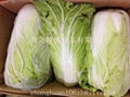 fresh chinese cabbage 1