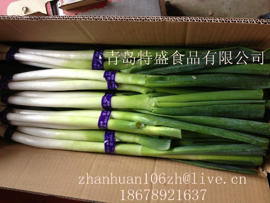 fresh scallion