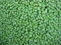 frozen soybean kernel 1