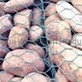 hexagonal wire mesh 1