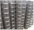 welded wire mesh 2