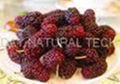 Mulberry Fruit Extract