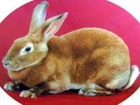 供法系獭兔种兔
