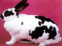 山东獭兔种兔山东肉兔种兔