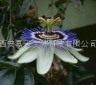 Passion Flower Extract 