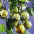 Garcinia Cambogia Extract