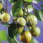 Garcinia Cambogia Extract