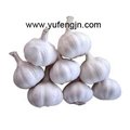 garlic 2012 new crop