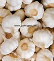 garlic 2012 new crop 2