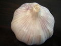 garlic 2012 new crop 3