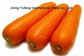 carrot 1