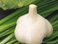 fresh garlic