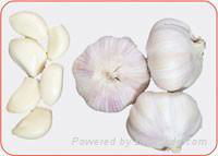 Chinese garlic