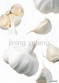 white garlic 1