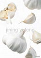 white garlic