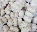 white garlic 2