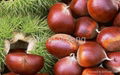 fresh chestnut 1