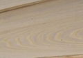 Elm veneer 2