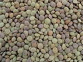 Lentils 1