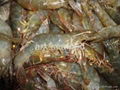 Frozen Penaeus Shrimp 1