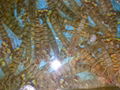 Japanese Tiger Prawn 4