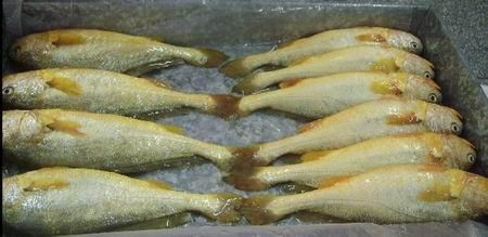 Yellow Croaker 2