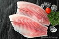 Tilapia Fillet