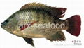 Tilapia 1