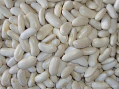 meduim white kidney bean