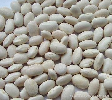White Kidney Beans P.E.