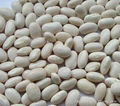 White Kidney Beans P.E. 1