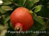 Pomegranate Extract Ellagic acid 40%Punicalagins 20%