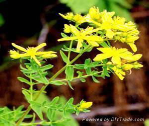 St. John's Wort Extract