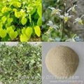 epimedium Extract; epimedium p.e.,