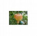 Pomegranate Extract plant extract