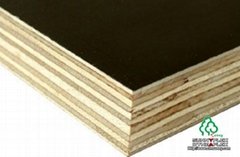  Construction Plywood