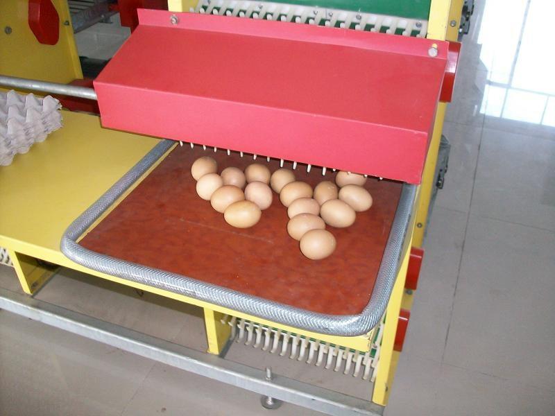 chicken raising equipment 4