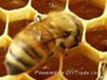 pure beeswax honey products 3