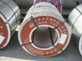 color steel rolled  coil sheet  2